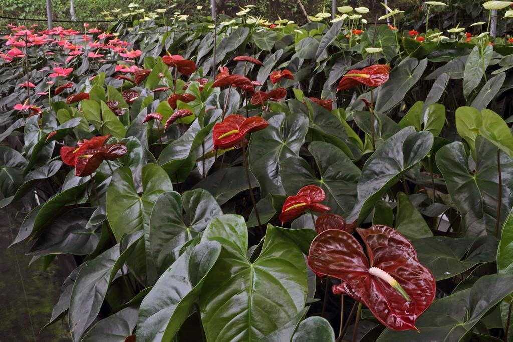 Finca Hamburgo La Ruta Del Cafe Tuzantan エクステリア 写真